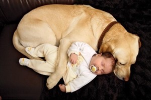 dog protect baby