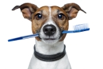 Do I need to brush my teeth? - picture credited by Linderman Animal Hospital.